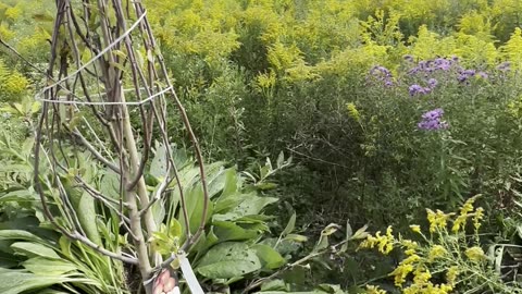 Replacing a Fruit Tree