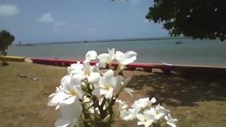 Um lindo cacho de flores plumerias brancas, com vista para a praia no litoral [Nature & Animals]