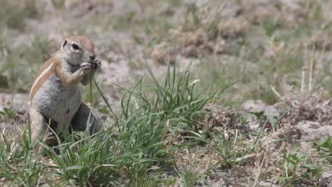 African ground squirrel eating grass in Central Kalahari Game Reserve, Botswana