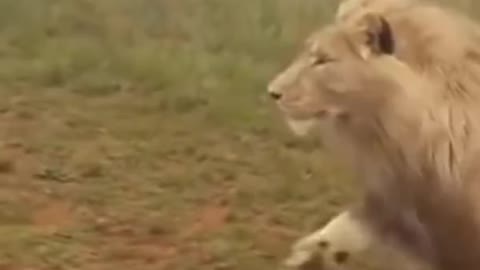 Lion attack with Man short video