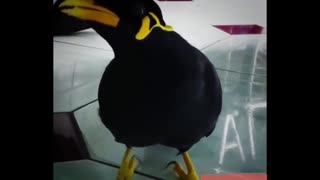 starling can speak