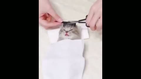 This cat loves pampering