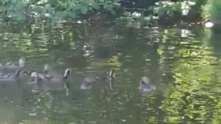 Momma mallard and her ducklings