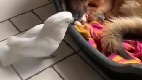 Dog wakes up by a bird.