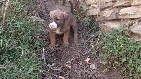 Stray puppy waiting for mother | Photo Stray puppy waiting for mother Animal Planet