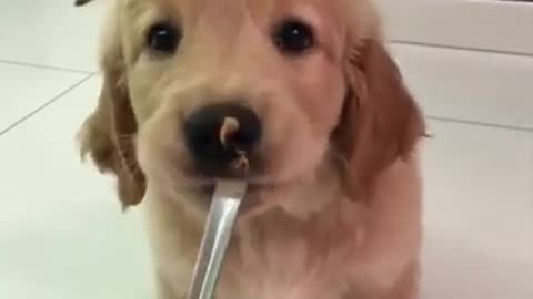 yt1s.com - So Cute Puppy eating treats Shorts pt74 asmr golden retriever_360p