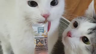 Cat accidentally bites others tounge