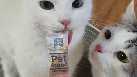 Cat accidentally bites others tounge