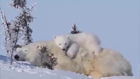 Cute mommy and cub polar bears