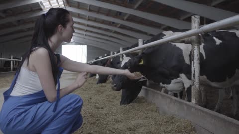Young positive female worker on the cow farm trying to feed the mammal by hand