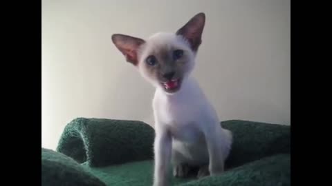 Talking Siamese Kitten