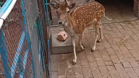 This buck has majestic horns!