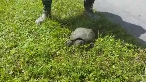 Una hermosa tortuguitaa