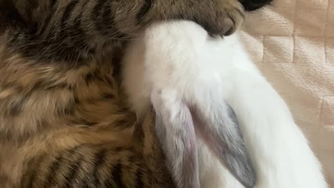 Cat and rabbit cute sleeping together. funny video