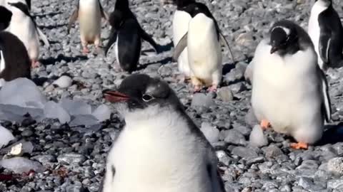 Girl penguin sneezing in antartica
