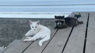 Raccoon Hangs Out With Kittens