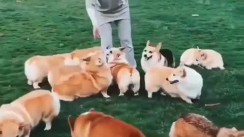 Dogs are jumping for eats || My lovely cute puppy 🥰 Cute Dog 😘 Omg so lovely.