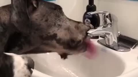 Great Dane knows how to turn on bathroom faucet