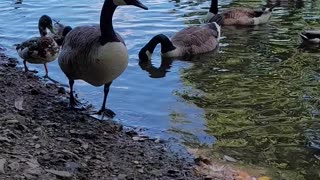 Bullfrog park/ duck pond: feeding the ducks