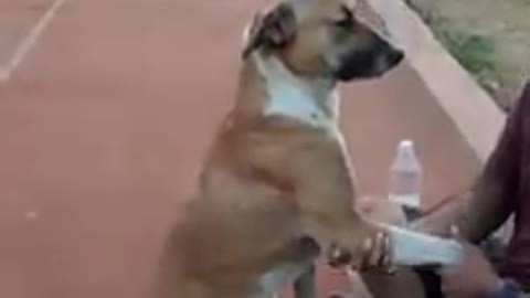 Athlete Pampers Dog While Sitting on Track At Sports Complex