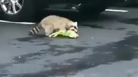 raccoon catching chameleon