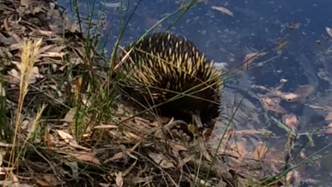 Thirsty Echidna Takes a Dip in a Dam