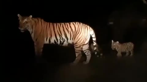 Tiger with cub