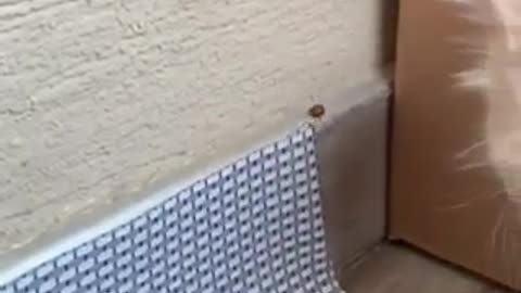 Cute little kitten meets for the first time a ladybug