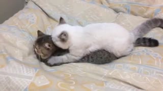Par de gatitos participan de la más adorable sesión de masajes