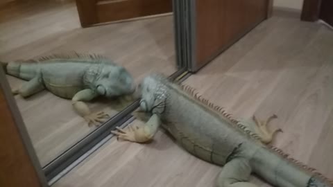 iguana sees herself in the mirror (very funny)