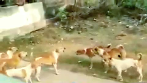 A group of dogs and a group of dogs will not let go to his area so the war between them!