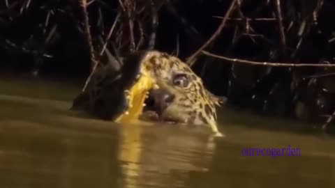 animal fights leopard vs crocodile