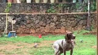 Bird dog under dove attack