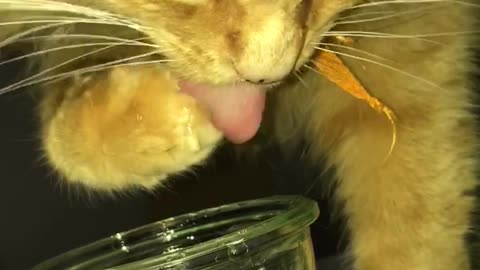 Fluff drinks my water