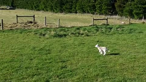 Sheep Sends Dog in Circles