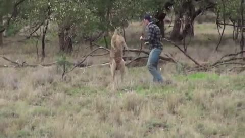 Kangaroo vs man