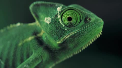 Green vailed chameleon seen from one side