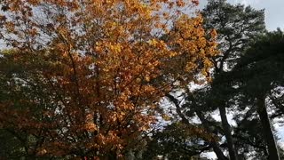 Autumn Trees Sunny Day