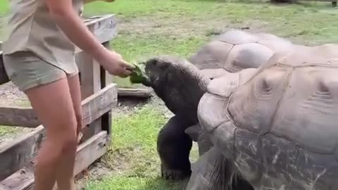 Big tortoise