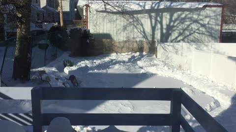 Couple Shovelled A Formula One Inspired Racetrack In The Snow For Their Greyhounds