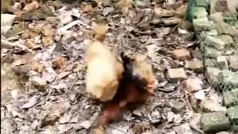 Chicken attacks poor dog - FUNNY!