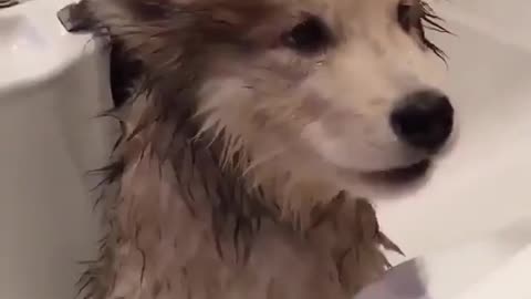 Husky Puppy Singing in Bathroom