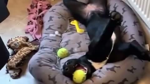 Silly Pitbull lays on bed in the funniest way!