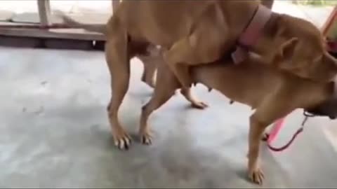 So funny dogs mating 🐕🐕🐕