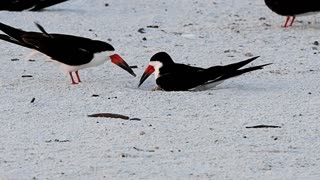 Skimmers Caring for Tiny Baby