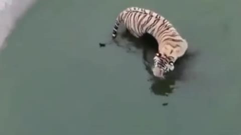 Tiger Duck funny video