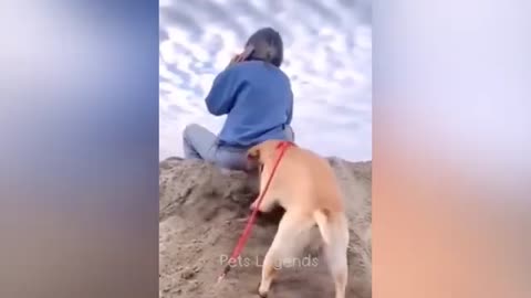 funny animal videos