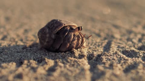 Hermit crab walking on the sand