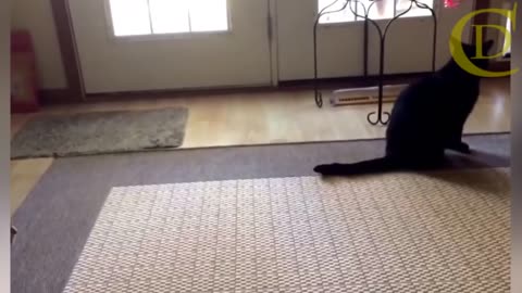 Cat VS Dog Fight Moment Funny Videos