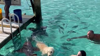 Nurse Sharks Swim With Dog